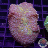 Rhodactis spp. „Gold Flake“