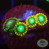 Krustenanemonen „Tropical Radioactive“ WYSIWYG