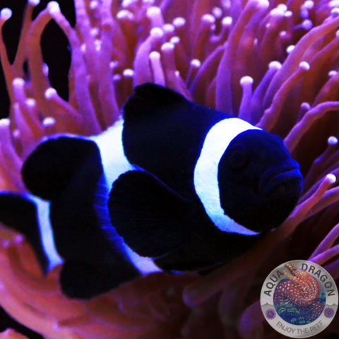 Amphiprion ocellaris black „Schwarzer Clownfisch“ Nachzucht