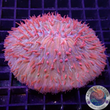 Fungia spp. „Hot Tip“ WYSIWYG