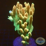 Acropora millepora „Peaches & Green“ WYSIWYG „AD Special“