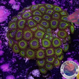 Krustenanemonen „Pikachu“ WYSIWYG „AD Special“