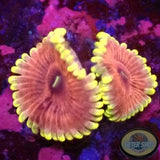 Krustenanemonen „Bachelorette Party“ WYSIWYG „AD Special“