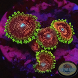 Krustenanemonen „Levin‘s Chili“ AD Special