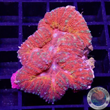Symphyllia spp. „Sugar Sprinkles“ WYSIWYG