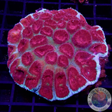 Favia spp. „Vulcano“ WYSIWYG „AD Special“