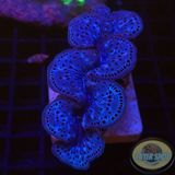 Tridacna maxima WYSIWYG