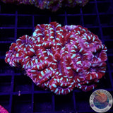 Micromussa spp. „Tiger Claw“ WYSIWYG