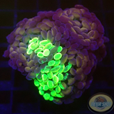 Euphyllia baliensis „Grafted Voodoo“ WYSIWYG „AD Special“