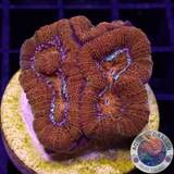 Australophyllia wilsoni „Martian“