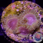 Krustenanemonen „Bloodshot Morph“ WYSIWYG „AD Special“