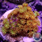 Bernardpora spp. „Golden Glitter“ ✨ AD Special