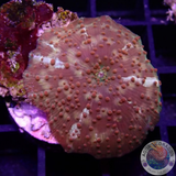 Discosoma spp. „Dotty Jaw“