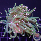 Euphyllia glabrescens „USA Tripple Holy Grail“ WYSIWYG
