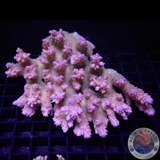 Acropora spp. „Benjamins“ WYSIWYG