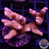 Montipora digitata „Superman“