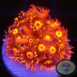 Goniopora spp. „Inferno“