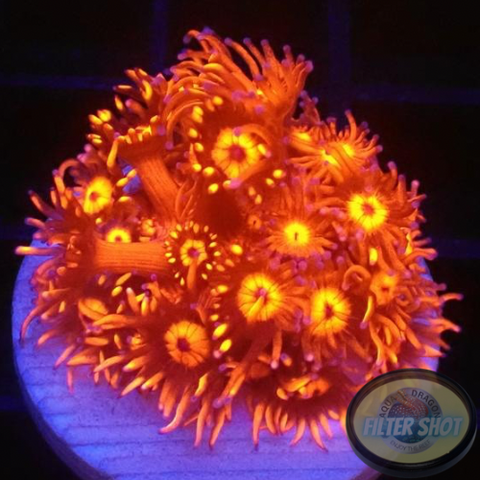 Goniopora spp. „Inferno“