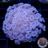 Alveopora spp. „Blue“ WYSIWYG „AD Special“