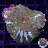 Discosoma spp. „Gold Edge Jaw“ WYSIWYG „AD Special“