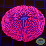 Fungia spp. „Flamingo“ WYSIWYG