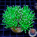 Euphyllia glabrescens „Cotton Candy“ WYSIWYG „AD Special“