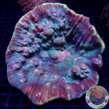 Mycedium spp. „Galactic Jump“ WYSIWYG „AD Special“
