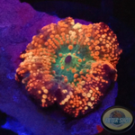 Discosoma spp. „Devils Valley“ AD Special