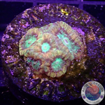 Favia spp. „Lizard“ WYSIWYG