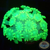 Alveopora spp. „Toxic Flower“