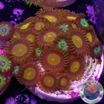 Krustenanemonen „King Brazil“ WYSIWYG