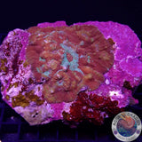 Echinophyllia spp. „Dragon Road“ WYSIWYG „AD Special“