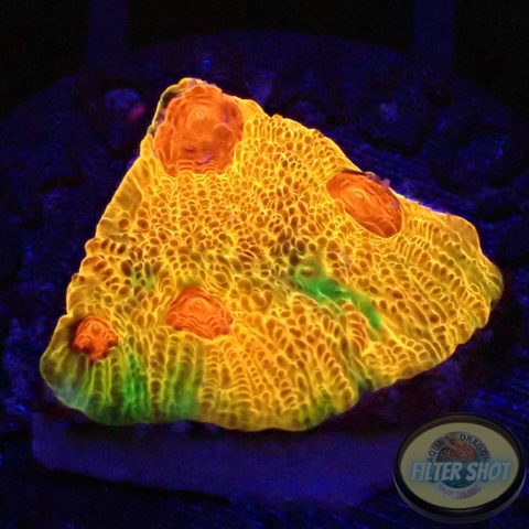 Favia spp. „Fascination“