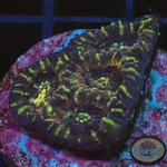 Acanthastrea echinata „Tiger Stripe“ WYSIWYG