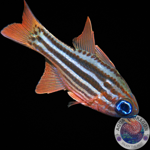 Ostorhinchus angustatus „Kardinalbarsch“