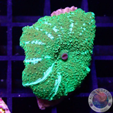 Discosoma spp. „Citrus Jaw“ WYSIWYG