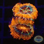 Micromussa spp. „Rainbow“ 🌈