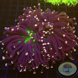 Euphyllia cristata „Triple Joker“ WYSIWYG