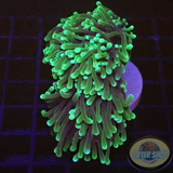 Euphyllia glabrescens „Grinch“