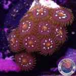 Krustenanemonen „Stargazer“ WYSIWYG