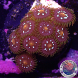 Krustenanemonen „Stargazer“ WYSIWYG
