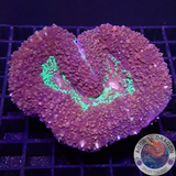 Lobophyllia spp. „Fuzzy Heart“ ♥️ WYSIWYG