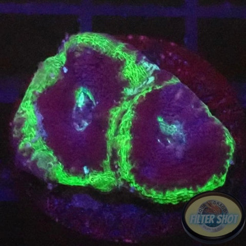 Homophyllia bowerbanki „UFO“ 🛸 WYSIWYG „AD Special“