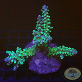 Acropora echinata „Toxic Ice“ WYSIWYG „AD Special“