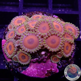 Krustenanemonen „Watermelon“ 🍉 WYSIWYG