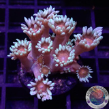 Goniopora spp. „Vampire‘s Flower“