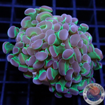 Euphyllia baliensis „Double Hologram“