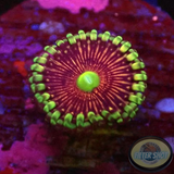 Krustenanemonen „Gobstopper“ WYSIWYG