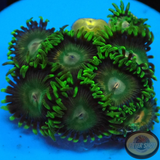 Krustenanemonen „Tropical Emeralds“ WYSIWYG