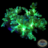 Capnella spp. WYSIWYG